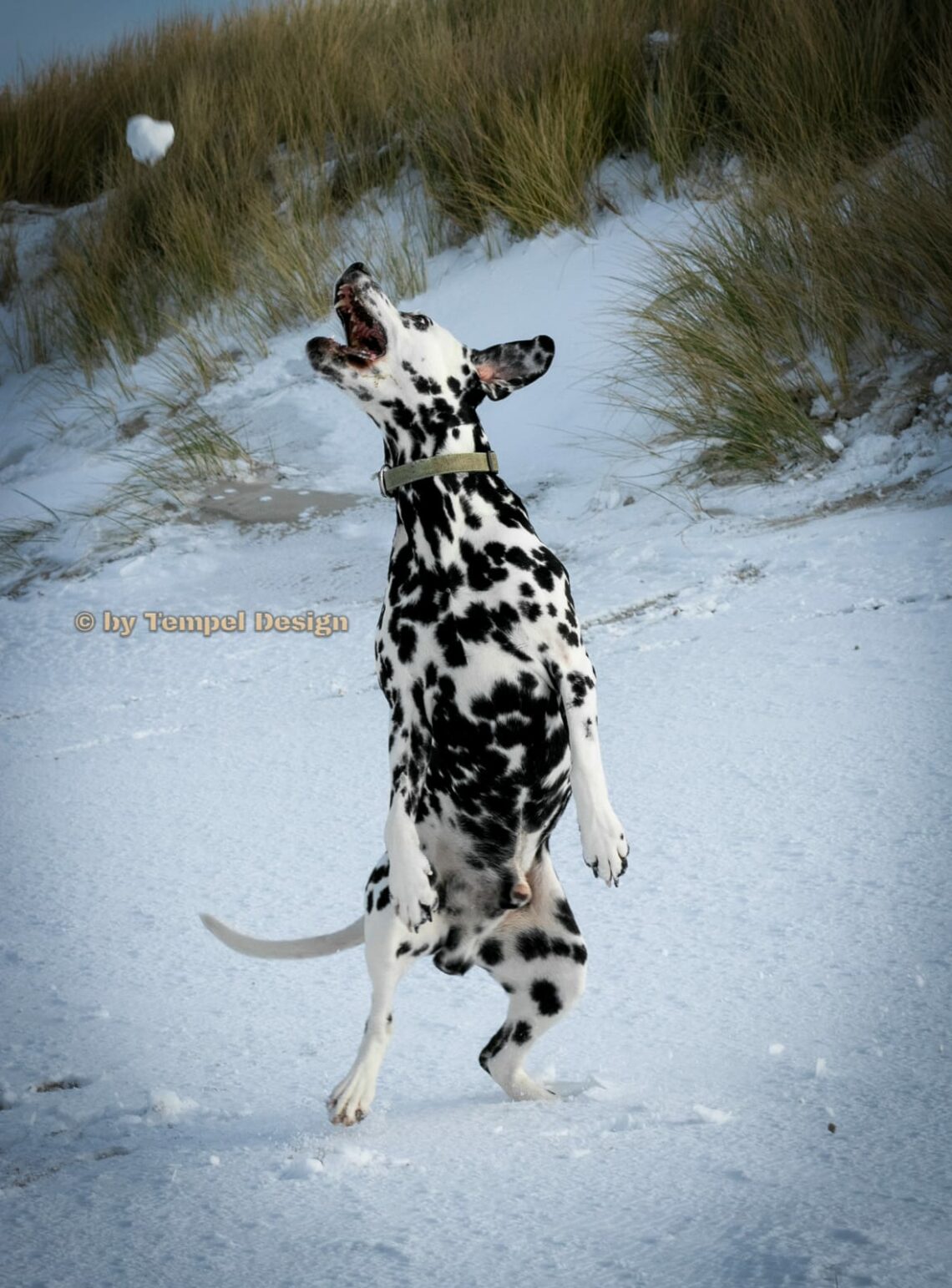 Shootings balticspots