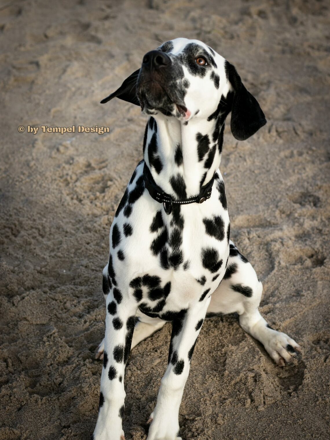 Shootings balticspots